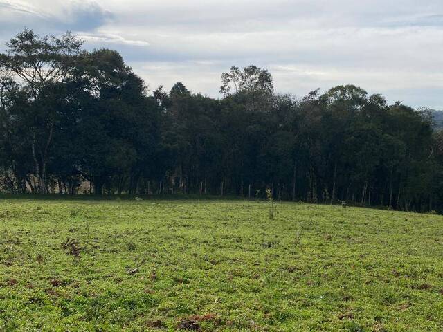 #170 - Chácara para Venda em Curitiba - PR - 3